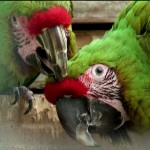 Comportement : le rôle du lissage de plumes mutuel chez les perroquets