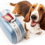 Législation : voyager en Europe avec un animal de compagnie sera plus simple en 2014