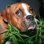 Santé : la marijuana peut-elle soulager la douleur chez nos animaux de compagnie ?