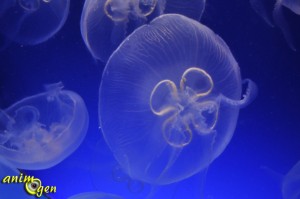 Les splendeurs marines du musée océanographique de Monaco