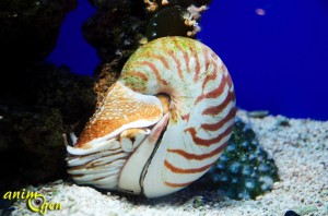Les splendeurs marines du musée océanographique de Monaco