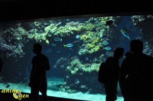 Les splendeurs marines du musée océanographique de Monaco