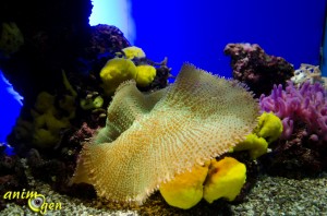 Les splendeurs marines du musée océanographique de Monaco