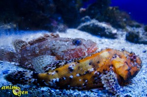 Les splendeurs marines du musée océanographique de Monaco