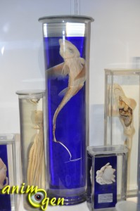 Les splendeurs marines du musée océanographique de Monaco
