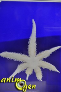 Les splendeurs marines du musée océanographique de Monaco