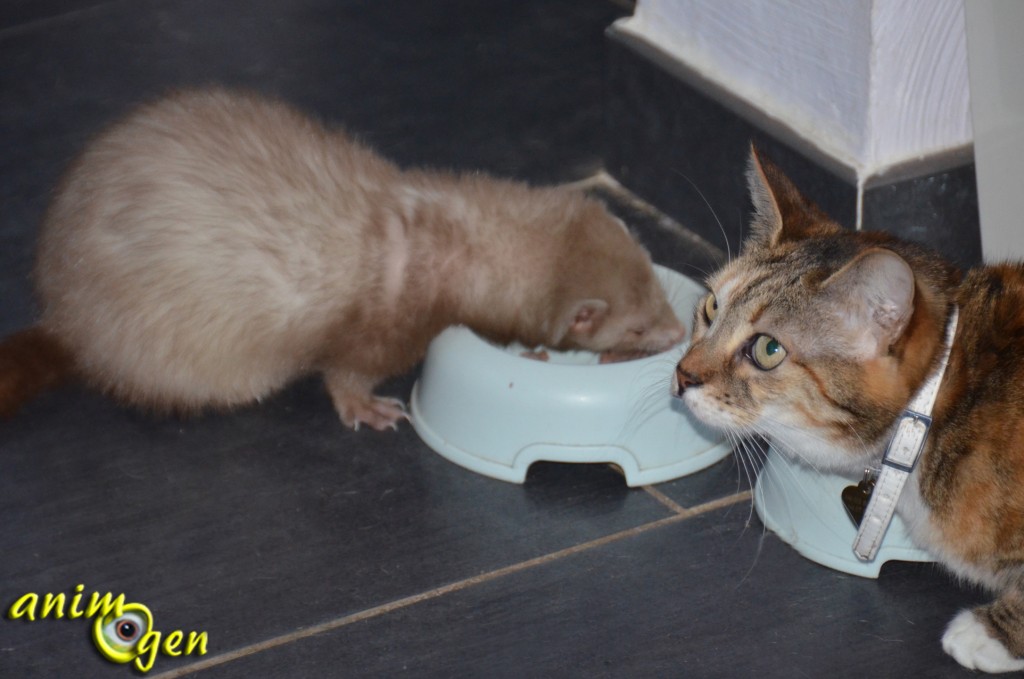 Alimentation : la fréquence des repas chez le furet (rôle, symptôme,conséquences)