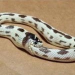 Santé et trouble alimentaire chez les reptiles : l’Ouroboros, serpent qui se mord la queue (causes, symptômes, solution)
