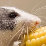 Comportement : les rats, prédateurs, animaux-proies et cleptomanes