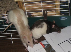 Comportement : les rats, prédateurs, animaux-proies et cleptomanes
