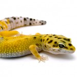 Le Gecko léopard, ou Eublepharis macularis