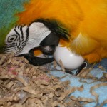 Santé et reproduction : la ponte d'oeufs non fécondés chez les perroquets (cause, symptômes, conséquences)