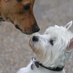 Education et comportement : les 10 règles de base lors de l'arrivée d'un second chien