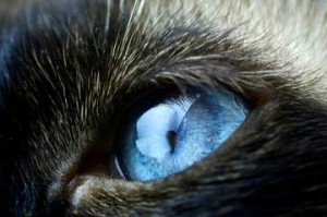 Le Siamois, un chat racé à l'élégance rare