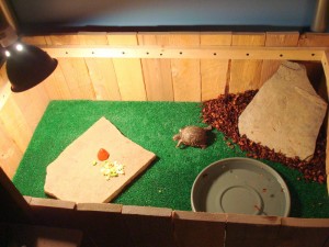 La tortue terrestre, tortue de terre, ou tortue de jardin (alimentation, maintien, reproduction)
