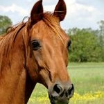 Le Trotteur français, un cheval polyvalent