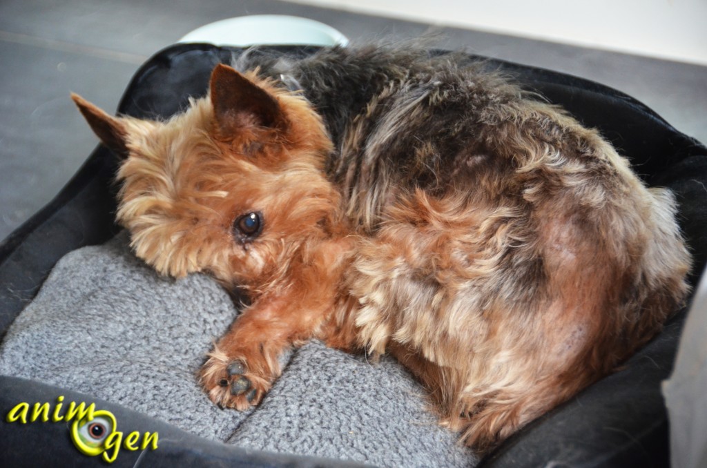 Le Yorkshire terrier, un caractère affirmé dans un corps miniature