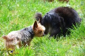 Le Yorkshire terrier, un caractère affirmé dans un corps miniature