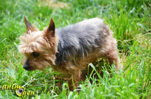 yorkshire-terrier-chiens-races-caractère-entretien-éducation-comportement-origines-animal-animaux-compagnie-animogen-4