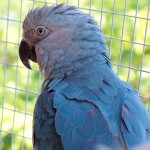 Ara de Spix, ou cyanopsitta spixii, la véritable histoire du perroquet bleu de "Rio"