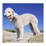 Le Bedlington terrier, un chien mouton à l'aspect singulier