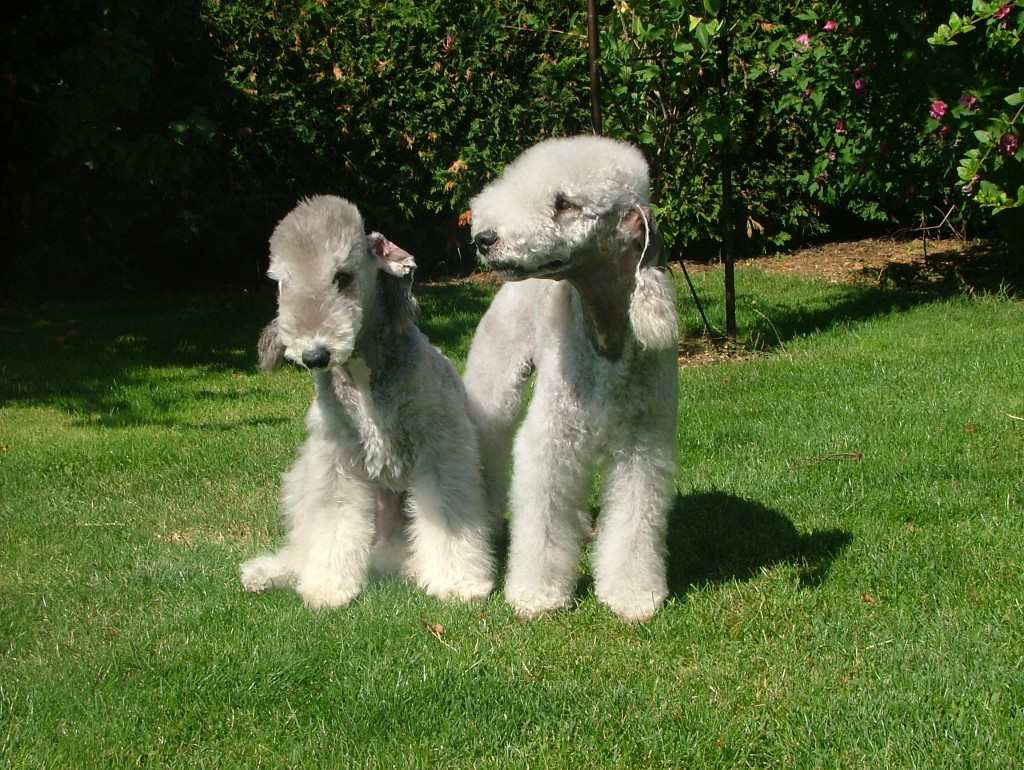 Le Bedlington terrier, un chien mouton à l'aspect singulier