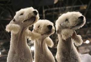 Le Bedlington terrier, un chien mouton à l'aspect singulier