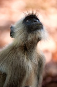 Exposition de photographies "Faune du Monde" à Orléans (45), du vendredi 07 juin au dimanche 11 août 2013