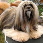 Le Lhassa Apso, chien gardien des temples et palais du Tibet