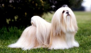 Le Lhassa Apso, chien gardien des temples et palais du Tibet