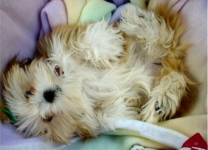 Le Lhassa Apso, chien gardien des temples et palais du Tibet