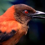 La toxicité des plumes chez les oiseaux à bec droit : le Pitohui variable