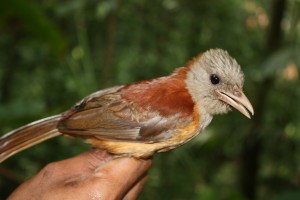 La toxicité des plumes chez les oiseaux à bec droit : le Pitohui variable