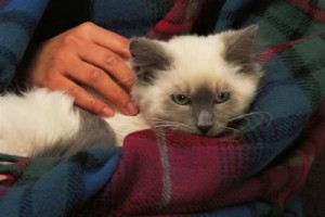 Santé : les premiers secours en cas de blessure chez le chat