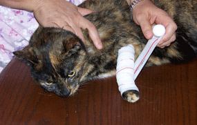 Santé : les premiers secours en cas de blessure chez le chat