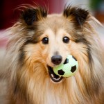 Le Sheltie, ou berger des Shetlands, un colley miniature passe-partout