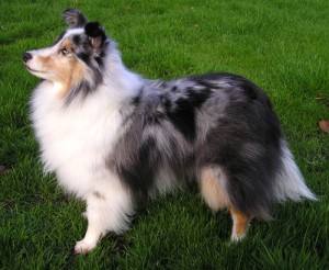 Le Sheltie, ou berger des Shetlands, un colley miniature passe-partout