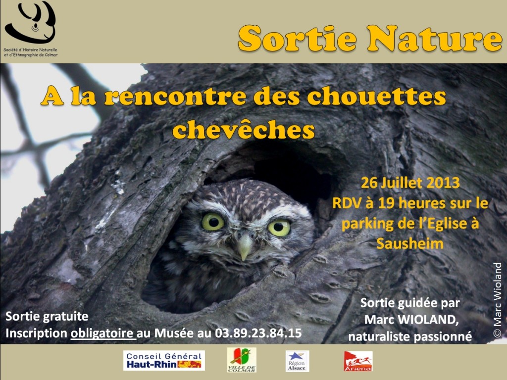 Sortie découverte, « A la rencontre des chouettes chevêches », à Sausheim (68), vendredi 26 juillet 2013