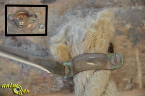 Accessoire pour perroquets : comment fabriquer et suspendre un perchoir en corde fait maison ?