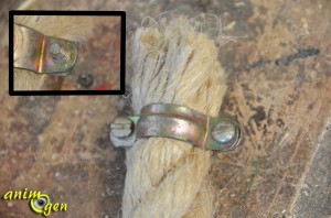 Accessoire pour perroquets : comment fabriquer et suspendre un perchoir en corde fait maison ?