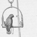 Accessoire des siècles passés : la chaîne de patte pour perroquet