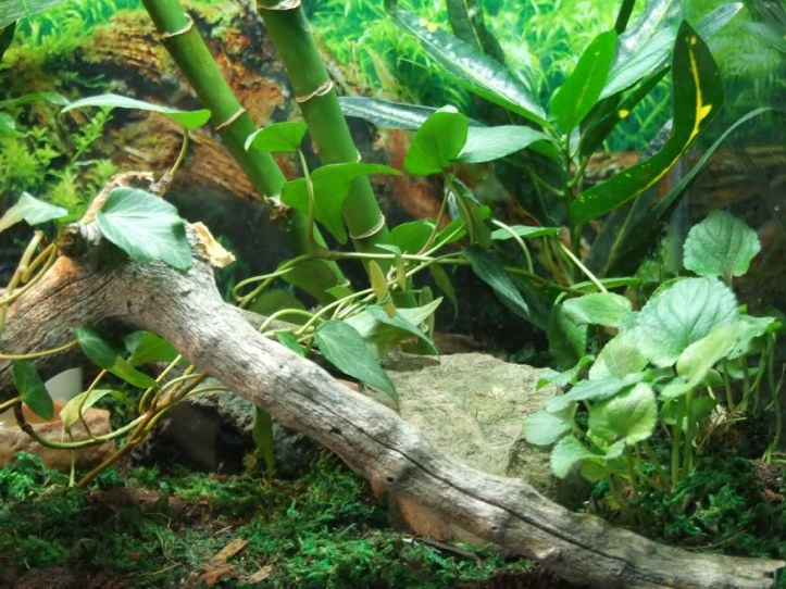 Demande de conseil Anoles-verts-l%C3%A9zards-diurnes-Anolis-carolinensis-alimentation-maintien-reproduction-caract%C3%A8re-comportement-NAC-reptiles-animaux-animogen-5