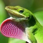 L'Anolis vert, Anolis de Caroline, ou Anolis carolinensis