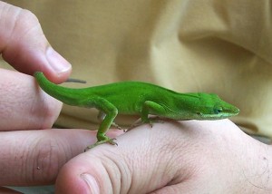 L'Anolis vert, Anolis de Caroline, ou Anolis carolinensis