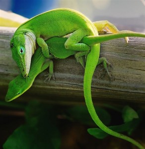 L'Anolis vert, Anolis de Caroline, ou Anolis carolinensis