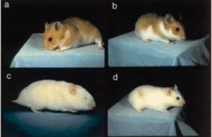 Santé : l'anophtalmie, ou absence d'yeux, chez le hamster doré