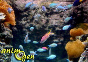 Parc animalier aquatique : l'Aquarium du Trocadéro