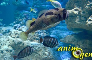 Parc animalier aquatique : l'Aquarium du Trocadéro
