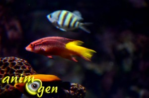 Parc animalier aquatique : l'Aquarium du Trocadéro