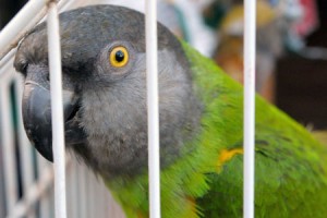 Accessoire : les cages pour perroquets (forme, dimensions, matière)